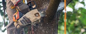 Reliable Carteret, NJ  Tree Services Solutions